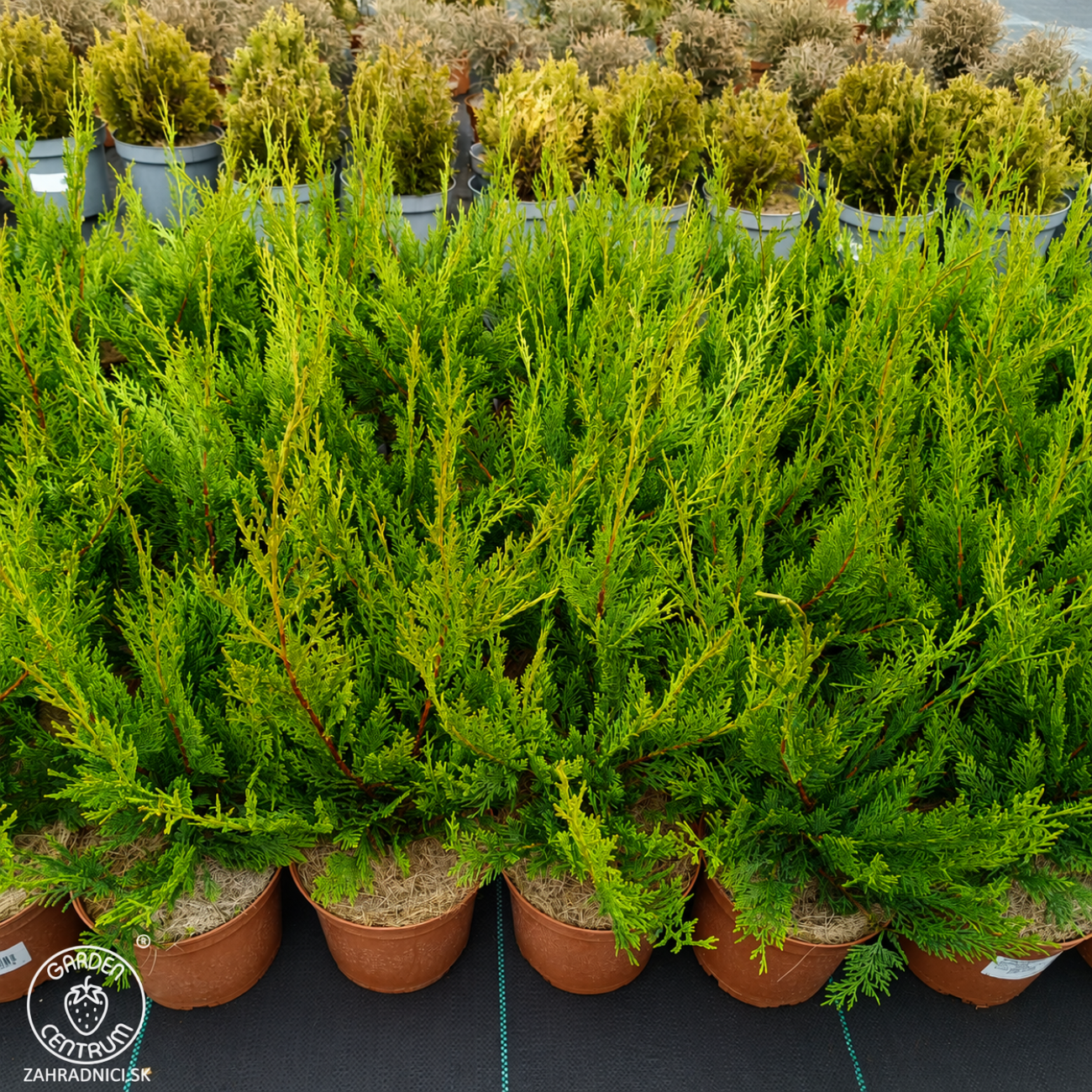 Obrázok Cyprusovec leylandský (Cupressocyparis leylandii) - výška 30-50 cm, kont. C2L/C3L